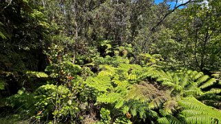 Nahuku - Thurston Lava Tube - Big Island Hawaii 2024