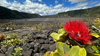 Metrosideros - Kilauea Iki - Big Island Hawaii 2024