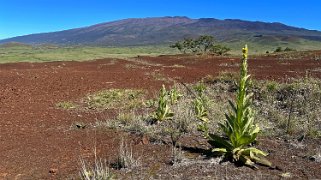 Pu'u Huluhulu - Big Island Hawaii 2024