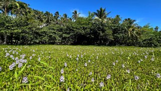 Punaluʻu Beach - Big Island Hawaii 2024