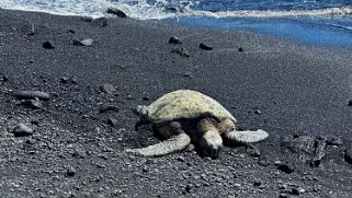 Tortue - Punaluʻu Beach - Big Island Hawaii 2024