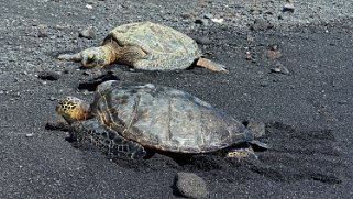 Tortues - Punaluʻu Beach - Big Island Hawaii 2024