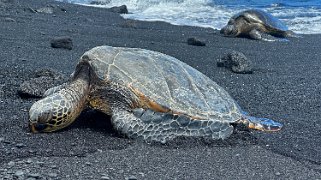 Tortues - Punaluʻu Beach - Big Island Hawaii 2024