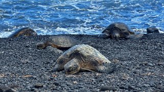 Tortues - Punaluʻu Beach - Big Island Hawaii 2024