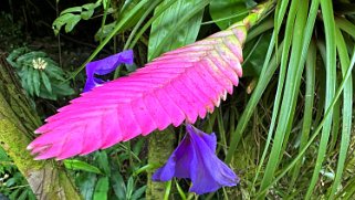 Wallisia cyanea - Hawaii Tropical Botanical Garden – Big Island Hawaii 2024