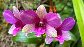 Orchidées - Hawaii Tropical Botanical Garden – Big Island Hawaii 2024