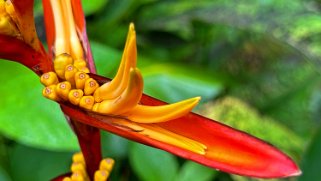 Heliconiaceae - Hawaii Tropical Botanical Garden – Big Island Hawaii 2024