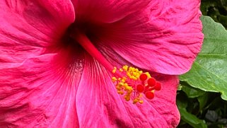 Hibiscus - Hawaii Tropical Botanical Garden – Big Island Hawaii 2024