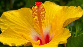 Hibiscus - Hawaii Tropical Botanical Garden – Big Island Hawaii 2024