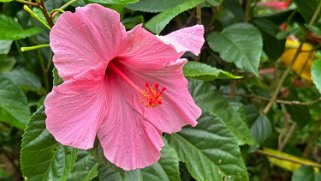 Hibiscus - Hawaii Tropical Botanical Garden – Big Island Hawaii 2024