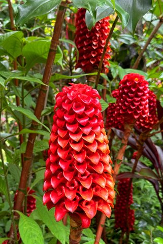 Tapeinochilos - Hawaii Tropical Botanical Garden – Big Island Hawaii 2024