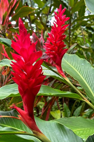 Alpinia - Hawaii Tropical Botanical Garden – Big Island Hawaii 2024