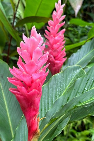 Alpinia - Hawaii Tropical Botanical Garden – Big Island Hawaii 2024