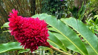 Alpinia - Hawaii Tropical Botanical Garden – Big Island Hawaii 2024