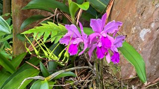 Orchidées - Hawaii Tropical Botanical Garden – Big Island Hawaii 2024