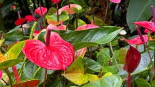 Araceae - Hawaii Tropical Botanical Garden – Big Island Hawaii 2024