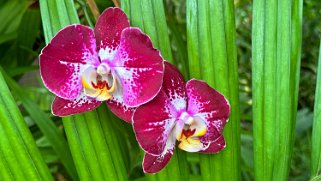 Orchidées - Hawaii Tropical Botanical Garden – Big Island Hawaii 2024