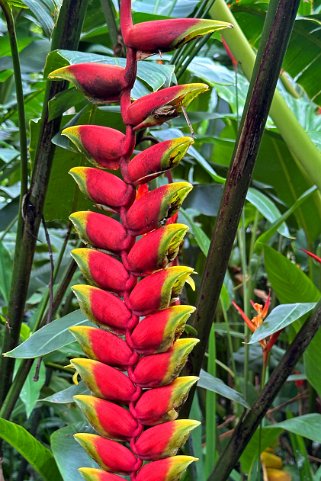 Heliconiaceae - Hawaii Tropical Botanical Garden – Big Island Hawaii 2024