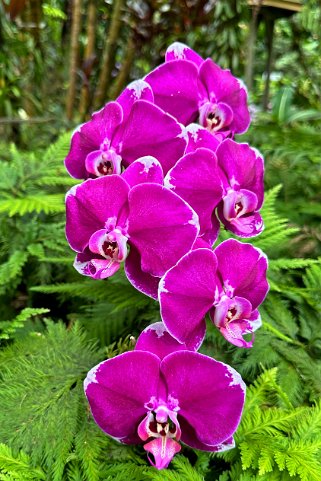 Orchidées - Hawaii Tropical Botanical Garden – Big Island Hawaii 2024