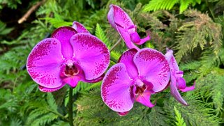 Orchidées - Hawaii Tropical Botanical Garden – Big Island Hawaii 2024