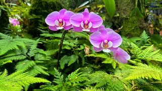 Orchidées - Hawaii Tropical Botanical Garden – Big Island Hawaii 2024