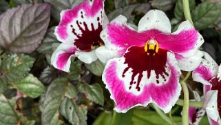 Orchidées - Hawaii Tropical Botanical Garden – Big Island Hawaii 2024