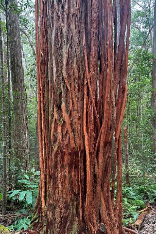 Kalopa State Park – Big Island Hawaii 2024