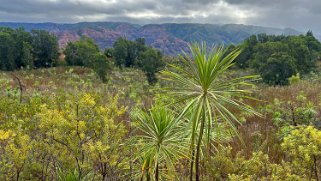 Wilkesia - Waimea Canyon State Park - Kauai Hawaii 2024