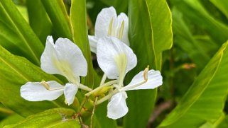 Hedychium - Pu’u O Kila - Kauai Hawaii 2024