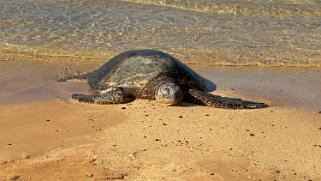 Tortue - Poipu Beach - Kauai Hawaii 2024