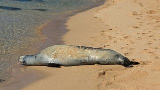 Phoque moine - Shipwreck Beach - Kauai Hawaii 2024