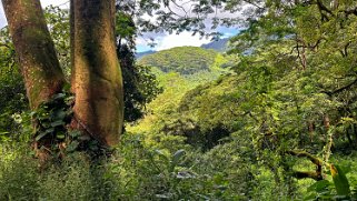 Kuilau Trail - Kauai Hawaii 2024