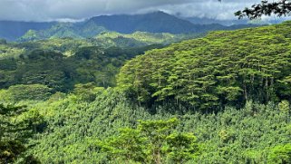 Kuilau Trail - Kauai Hawaii 2024