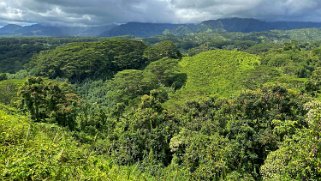 Spathodea - Kuilau Trail - Kauai Hawaii 2024