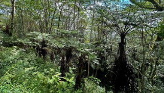 Kuilau Trail - Kauai Hawaii 2024