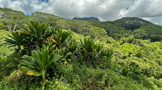 Kuilau Trail - Kauai Hawaii 2024