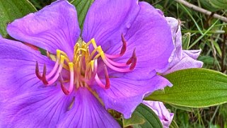 Hibiscus - Moalepe Trail - Kauai Hawaii 2024