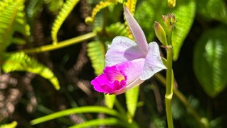 Orchidée - Moalepe Trail - Kauai Hawaii 2024