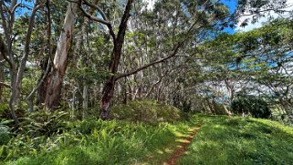 Moalepe Trail - Kauai Hawaii 2024