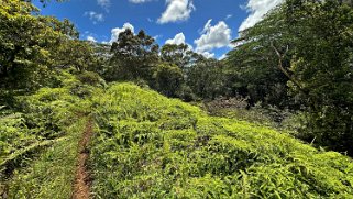 Moalepe Trail - Kauai Hawaii 2024