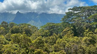 Moalepe Trail - Kauai Hawaii 2024