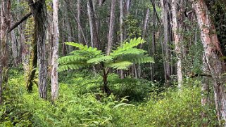 Moalepe Trail - Kauai Hawaii 2024