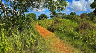 Moalepe Trail - Kauai Hawaii 2024