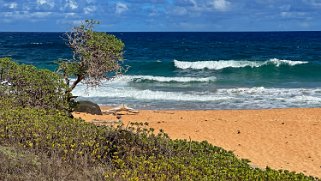 Paliku Beach - Kauai Hawaii 2024