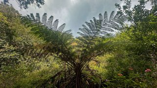 Awaʻawapuhi Trail - Kauai Hawaii 2024