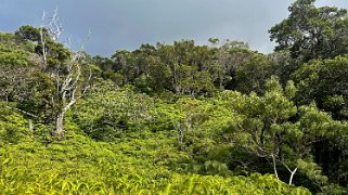 Awaʻawapuhi Trail - Kauai Hawaii 2024