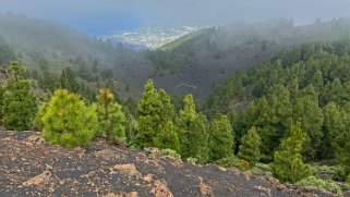 Montana de los Charcos 1851 m - La Palma La Palma 2024