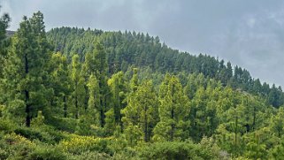 Llano de la Mosca - La Palma La Palma 2024