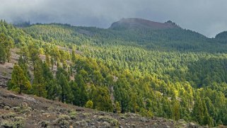 Llano de la Mosca - La Palma La Palma 2024