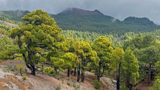 Llano de la Mosca - La Palma La Palma 2024